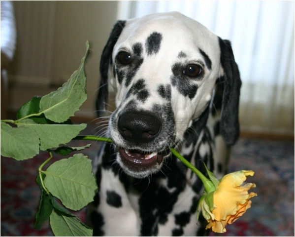 <b>Frauli, unsere Rosen haben Durst!<b>